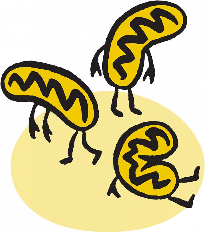 Illustration of tired mitochondria.