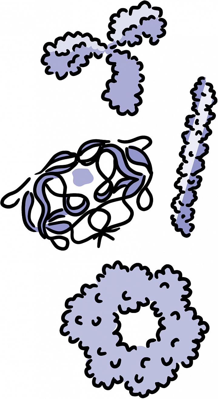 Illustration of several proteins with different shapes.
