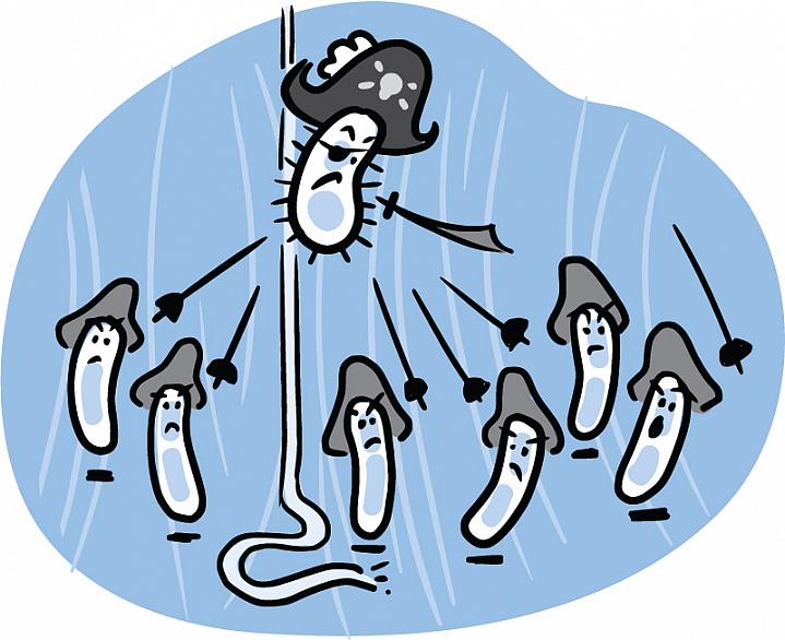 Cartoon of battling bacteria that look like pirates and seafaring adventurers.