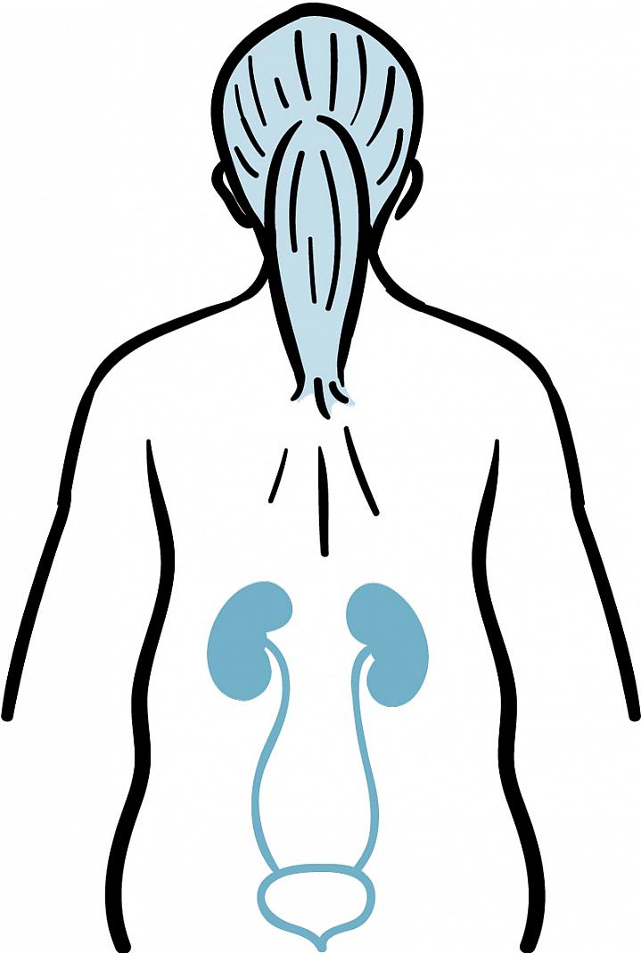 Illustration showing the location of kidneys and the bladder in the human body.