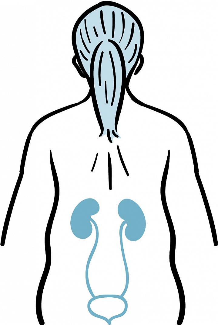 Illustration showing the location of kidneys and the bladder in the human body Illustration showing the location of kidneys and the bladder in the human body.