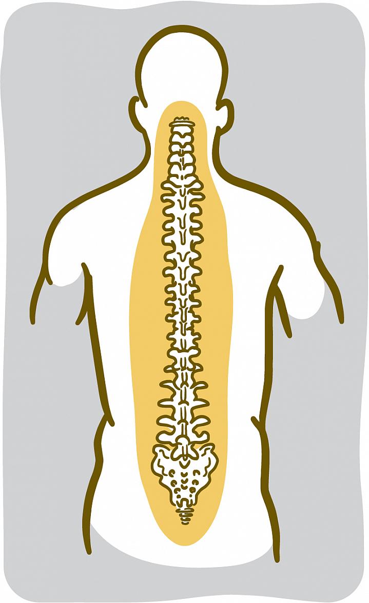 Illustration of the spinal bones.