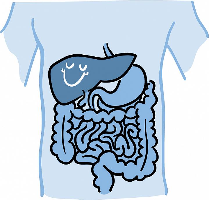 Cartoon of a smiling liver next to the stomach and intestines within the body Cartoon of a smiling liver next to the stomach and intestines within the body.