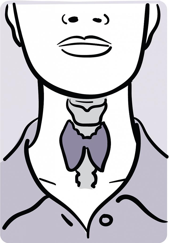 Illustration showing the location of the thyroid in the neck.