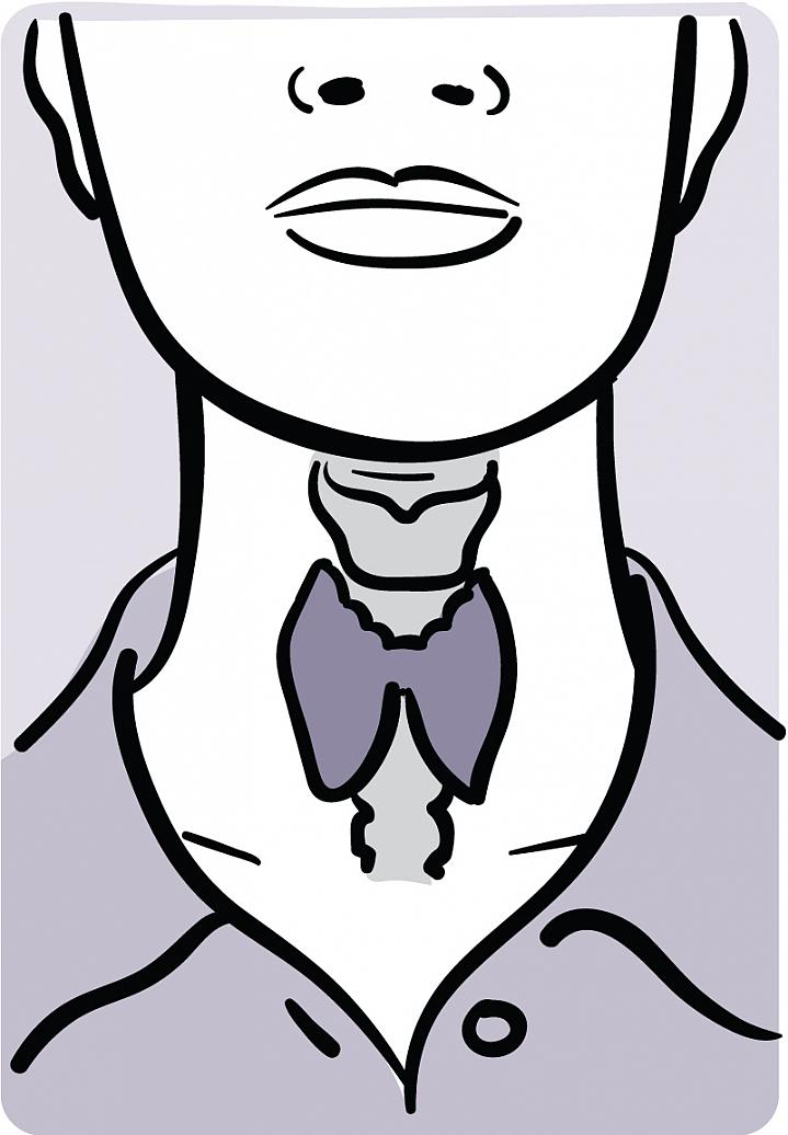 Illustration showing the location of the thyroid in the neck Illustration showing the location of the thyroid in the neck.