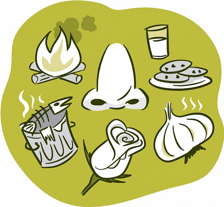 Illustration of a nose surrounded by smelly things, like a rose, garlic, and a smoky fire.