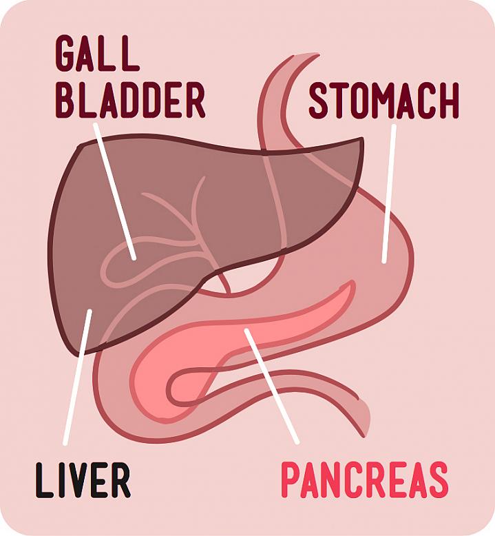 Illustration of the digestive organs, your liver, stomach, gallbladder, and pancreas.