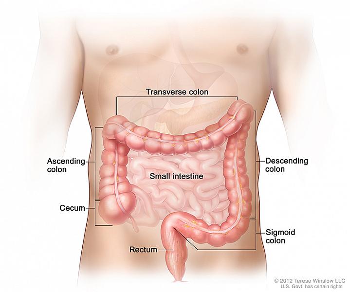 Illustration of the intestine Illustration of the intestine