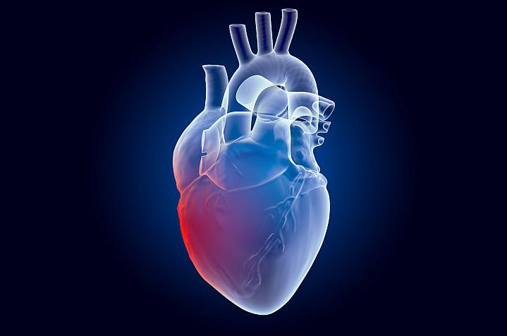 Drawing of a human heart Drawing of a human heart