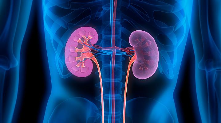 Illustration of human kidneys Illustration of human kidneys