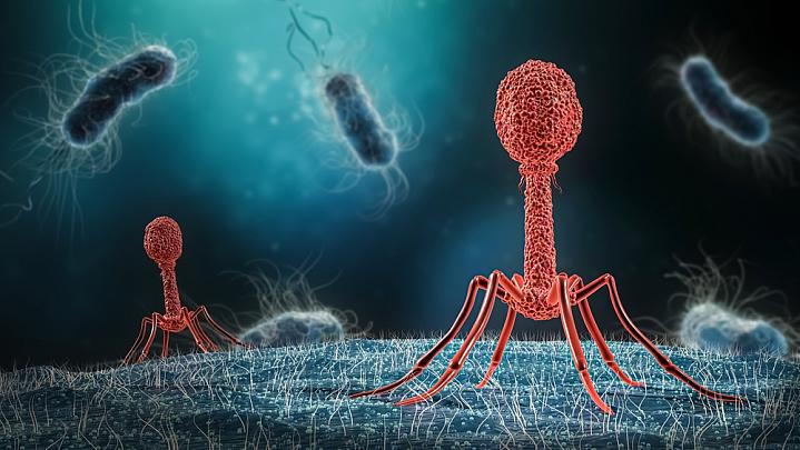 Illustration of a phage infecting a bacterium