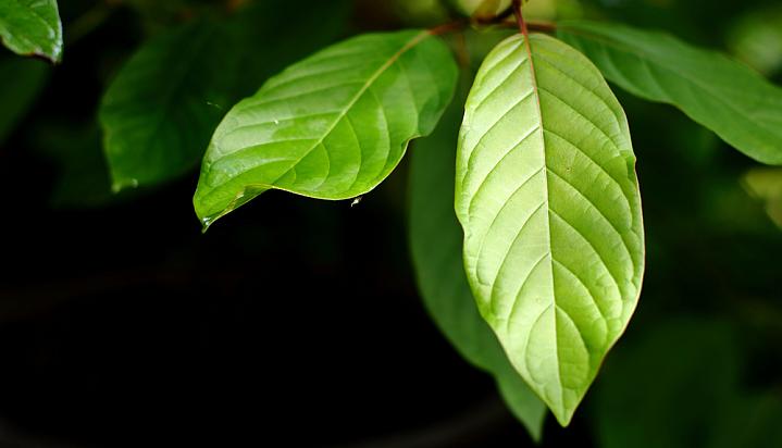 Kratom leaves