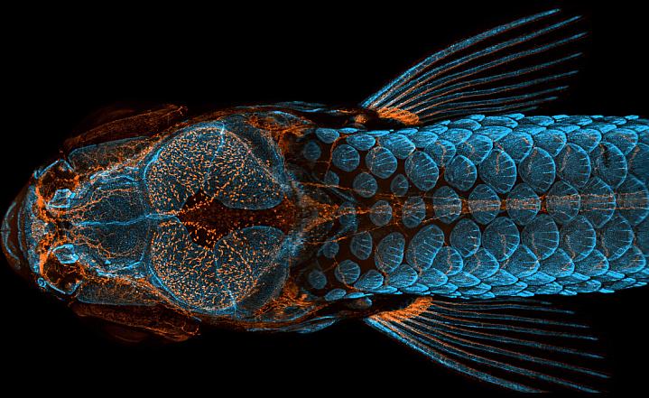 Transgenic zebrafish glowing orange and blue. Transgenic zebrafish glowing orange and blue.