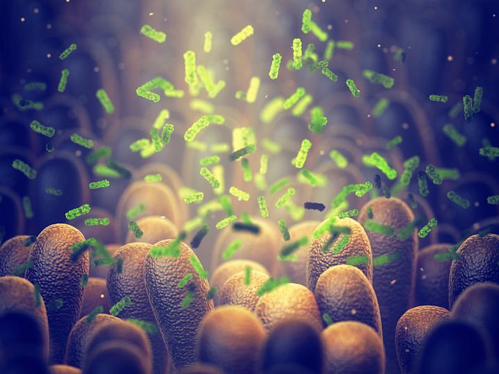 Illustration of bacteria in gut Illustration of bacteria in gut