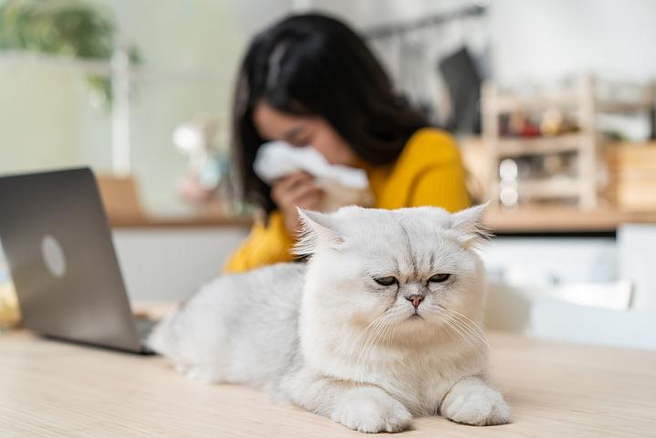 Woman sneezing near a furry cat