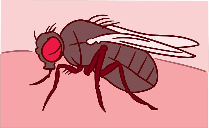 Illustration of a fruit fly.